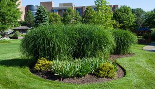 Tree and Shrub Care Maintenance