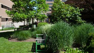 Tree and Shrub Care Maintenance
